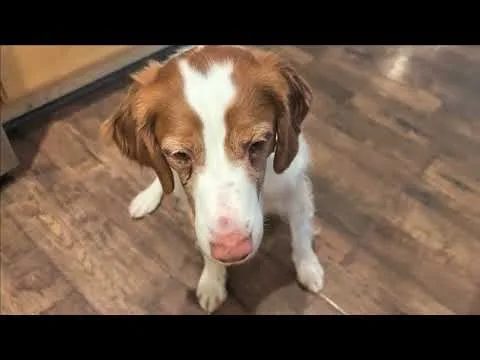 Dog Allergy Chews with Colostrum for ITCHY Skin Relief